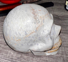 White Coral Fossil Skull